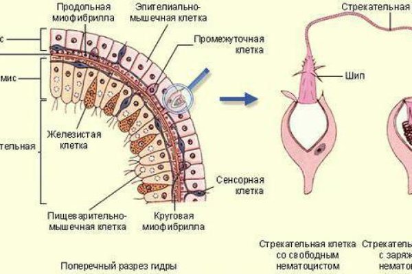 Современный маркетплейс kraken door